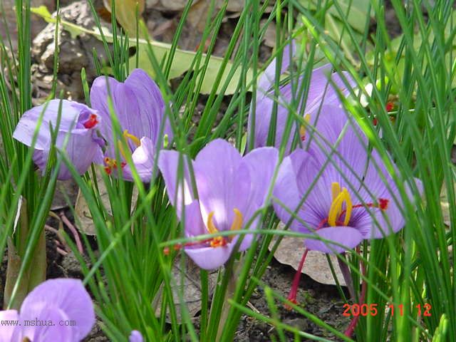 �����ˬP5--�����ﲥ�滨԰�Ӽ�