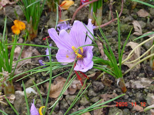 �����ˬP5--�����ﲥ�滨԰�Ӽ�