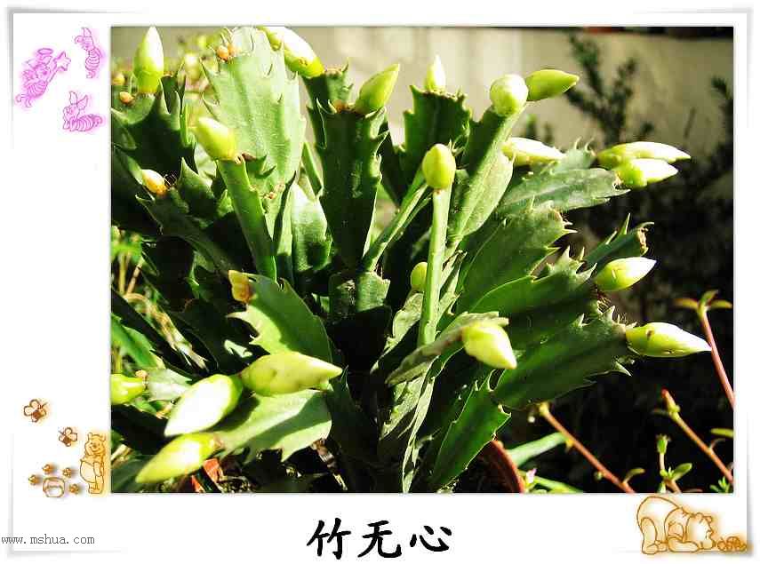 ������зצ����