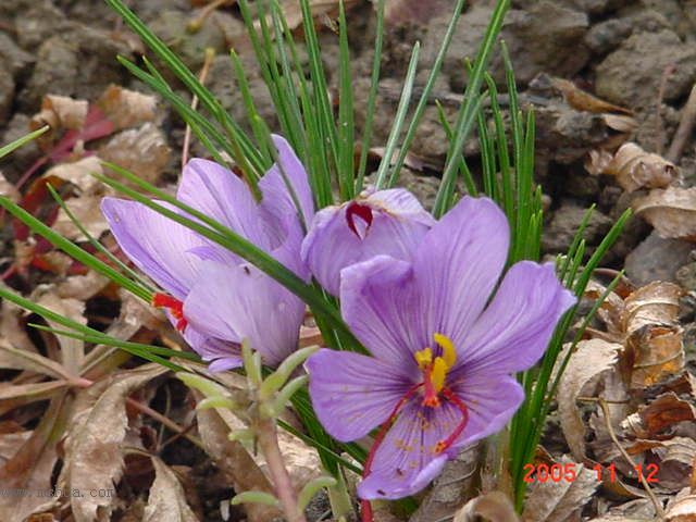 �����ˬP5--�����ﲥ�滨԰�Ӽ�