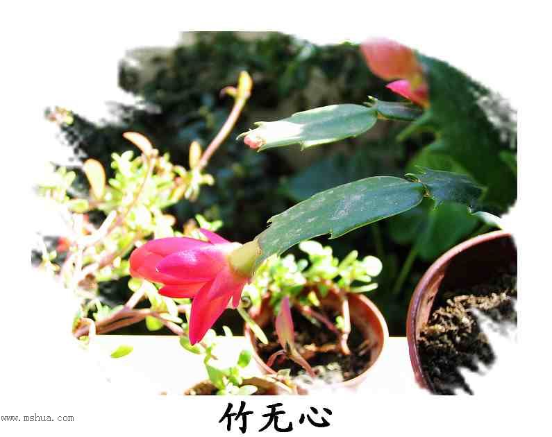 ������зצ����