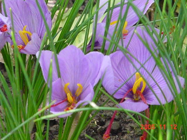 �����ˬP5--�����ﲥ�滨԰�Ӽ�