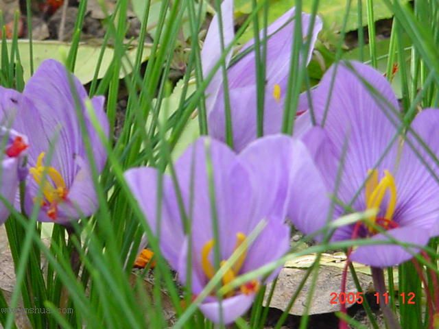 �����ˬP5--�����ﲥ�滨԰�Ӽ�