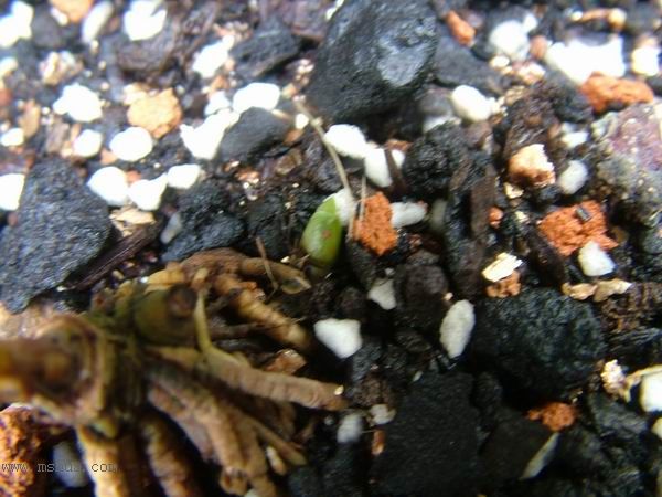 �Ҽҵ�**ֲ�2006�棩