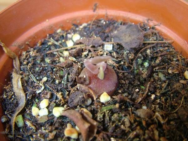 �Ҽҵ�**ֲ�2006�棩