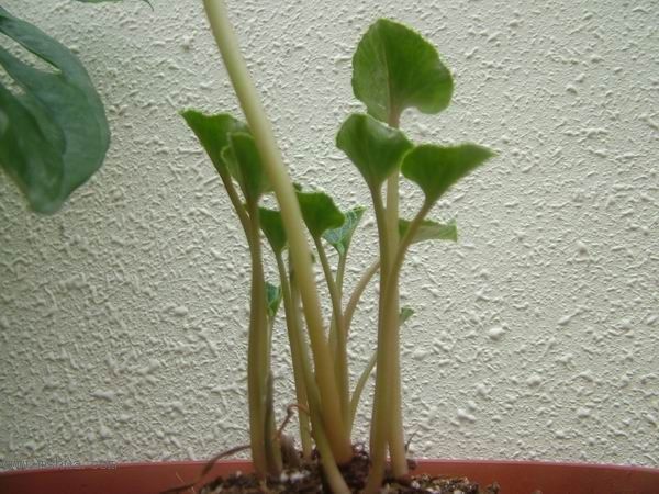 �Ҽҵ�**ֲ�2006�棩