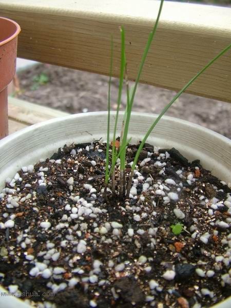 �Ҽҵ�**ֲ�2006�棩