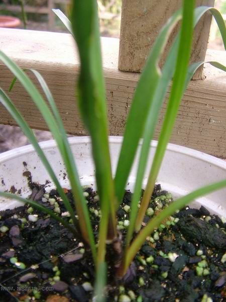 �Ҽҵ�**ֲ�2006�棩