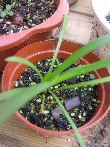 �Ҽҵ�**ֲ�2006�棩