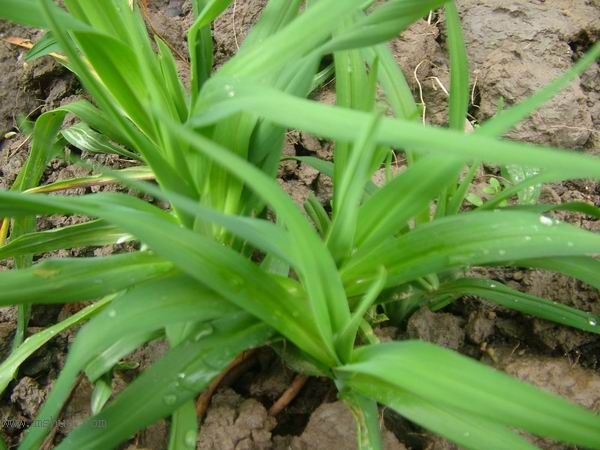 �Ҽҵ�**ֲ�2006�棩