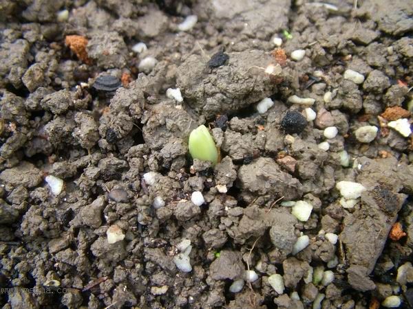 �Ҽҵ�**ֲ�2006�棩