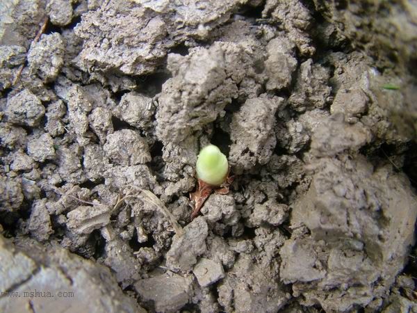 �Ҽҵ�**ֲ�2006�棩