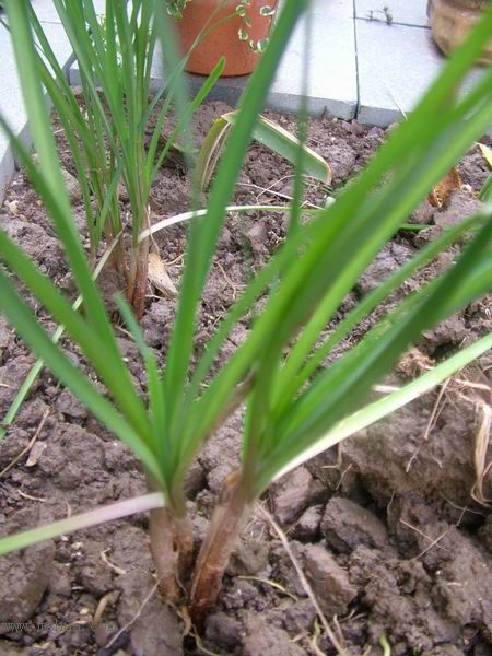 �Ҽҵ�**ֲ�2006�棩