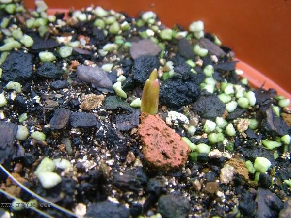 �Ҽҵ�**ֲ�2006�棩