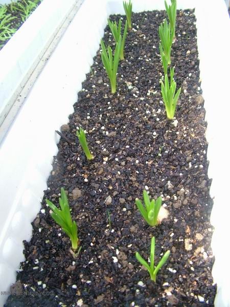 �Ҽҵ�**ֲ�2006�棩