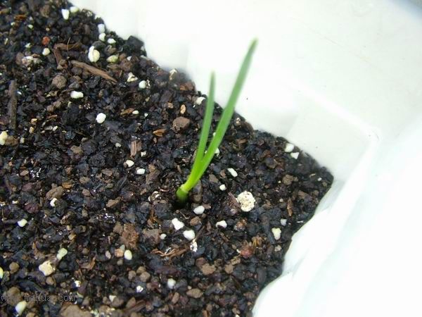 �Ҽҵ�**ֲ�2006�棩