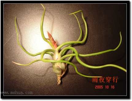 ���ڿշ��ճ��������������