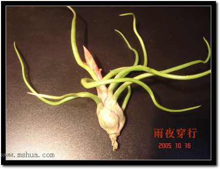 ���ڿշ��ճ��������������