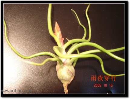 ���ڿշ��ճ��������������