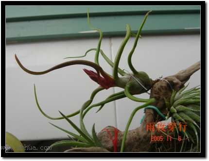 ���ڿշ��ճ��������������