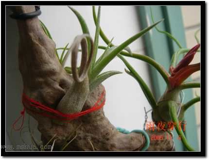 ���ڿշ��ճ��������������