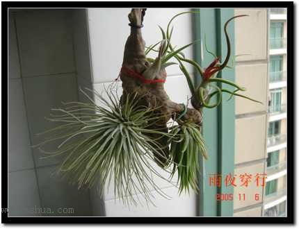 ���ڿշ��ճ��������������