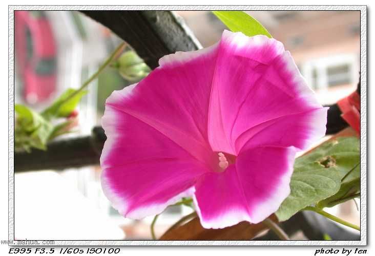 ����������ǣţ