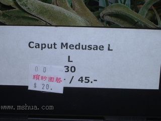 ���씡�Ŀ��P
