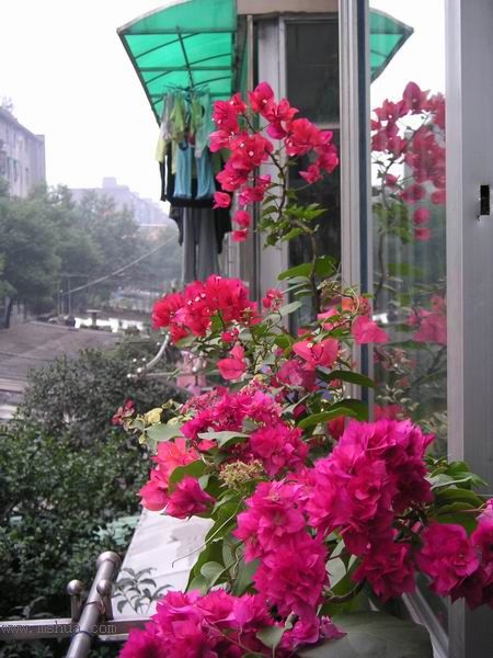 ������̨�ϵ�����÷