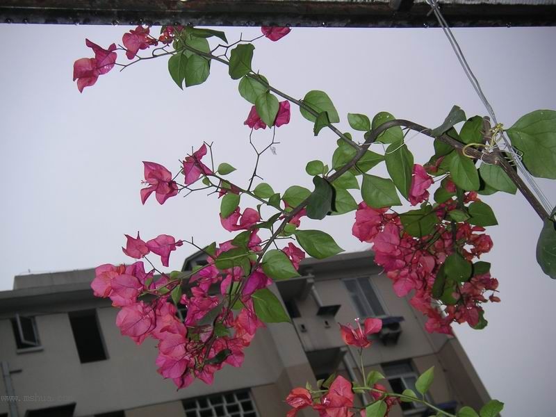 ������̨�ϵ�����÷