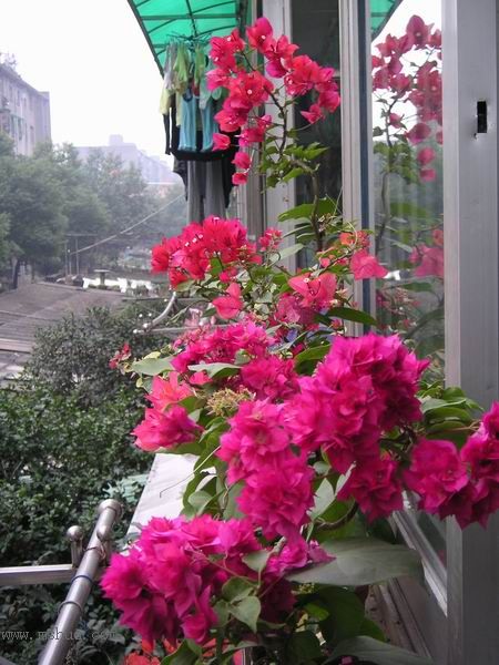 ������̨�ϵ�����÷