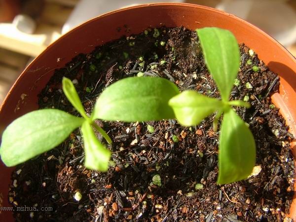 ��ѩ����ѿ�ˣ�