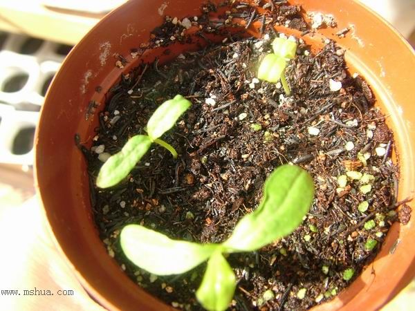 ��ѩ����ѿ�ˣ�