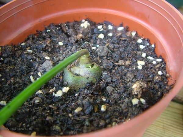 �Ҽҵ�**ֲ�2006�棩