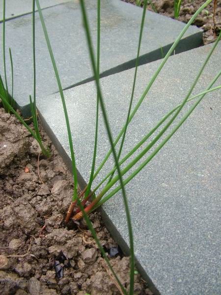 �Ҽҵ�**ֲ�2006�棩