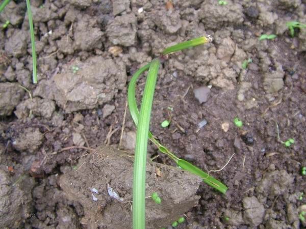 �Ҽҵ�**ֲ�2006�棩