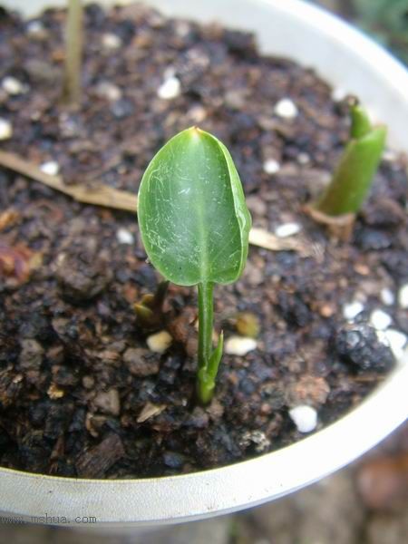 �Ҽҵ�**ֲ�2006�棩