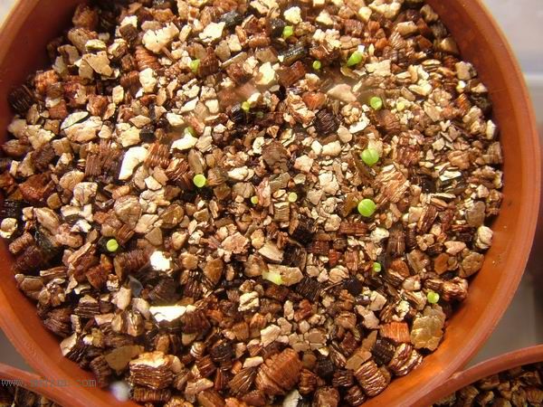 żҲ������С���⡣