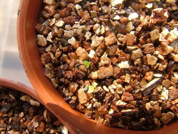 żҲ������С���⡣