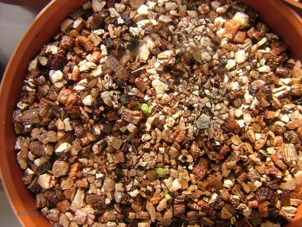 żҲ������С���⡣