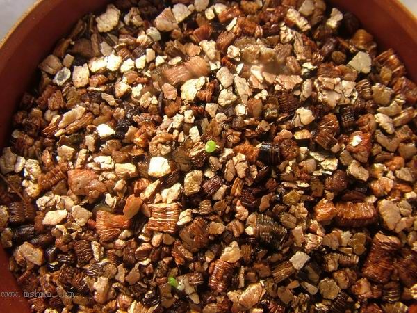 żҲ������С���⡣