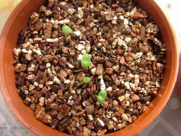 żҲ������С���⡣