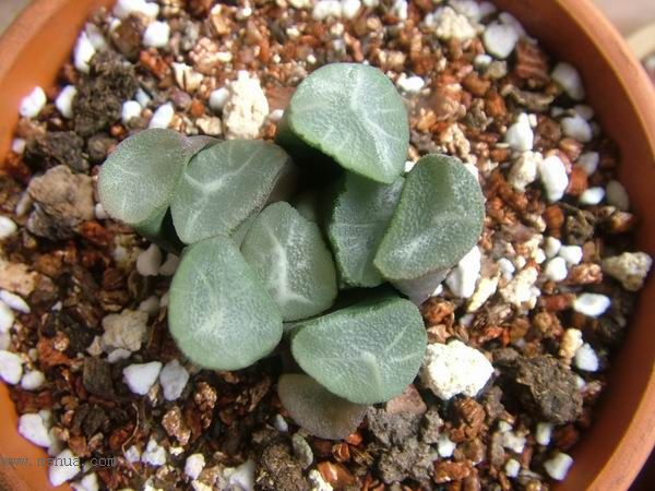 żҲ������С���⡣