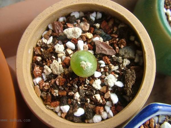 żҲ������С���⡣