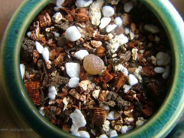 żҲ������С���⡣