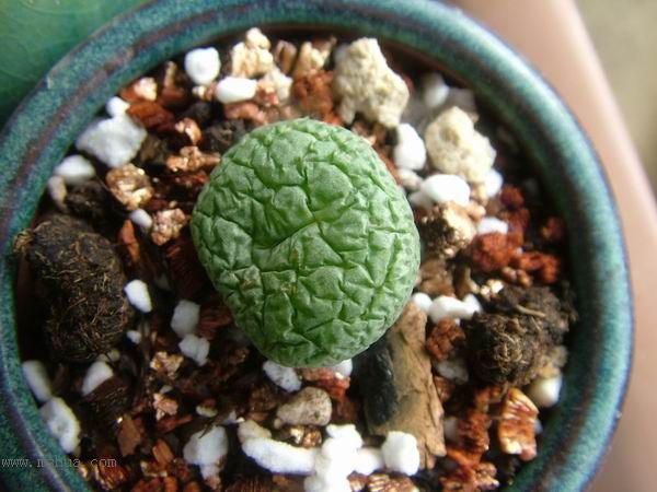 żҲ������С���⡣