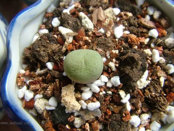 żҲ������С���⡣