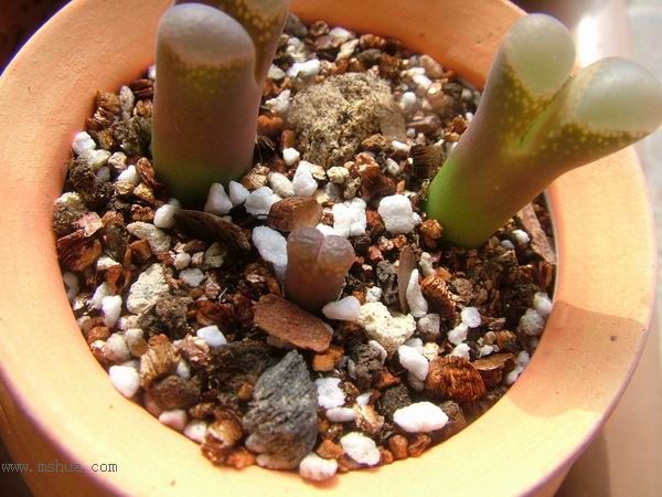 żҲ������С���⡣