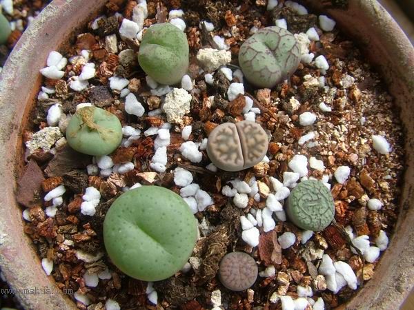 żҲ������С���⡣