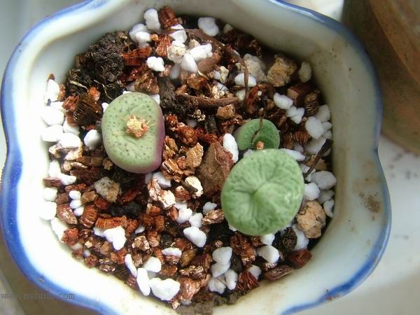 żҲ������С���⡣